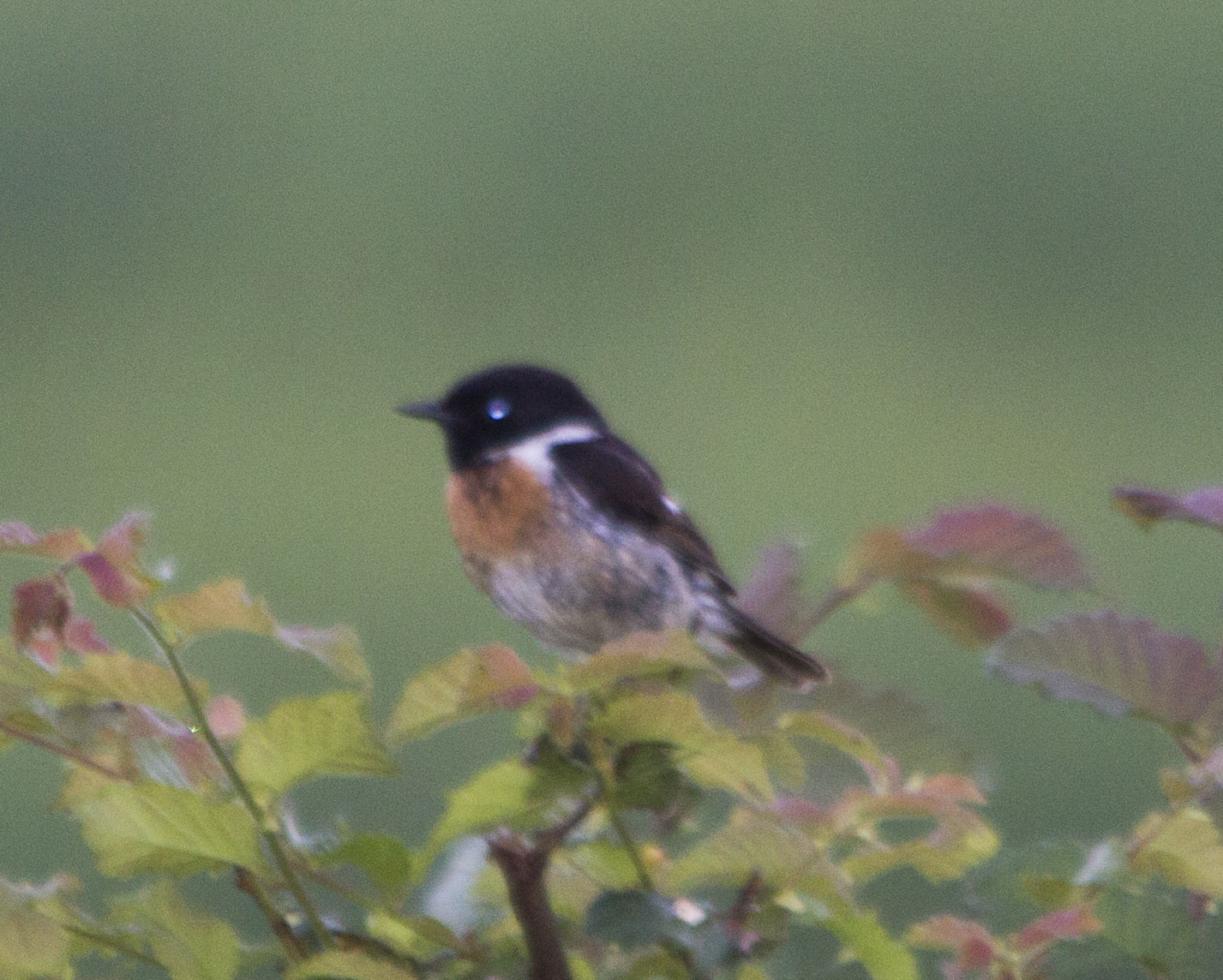 European Stonechat